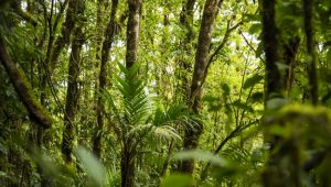 dense-tropical-rainforest-costa-rica_23-2148248901