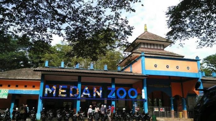 Ratusan Satwa Medan Zoo Terancam Kelaparan Pasca Wabah Corona