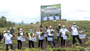 Panen Perdana Komoditas Food Estate Humbahas, Luhut: Hasil Panen di Atas Rata Nasional