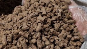 Perdana! 21 Ton Pakan Ternak Sapi Perah Sumut Tembus Pasar Korea Selatan