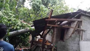 indiespot angin kencang di bogor