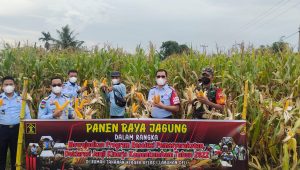 INDIESPOT Kadivpas Kemenkumham Sumut Apresiasi Panen Jagung Rutan Labuhan Deli