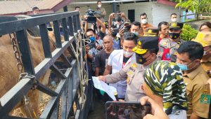 INDIESPOT Antisipasi Penyebaran PMK, Kapolda Sumut Sidak Peternakan Sapi di Langkat