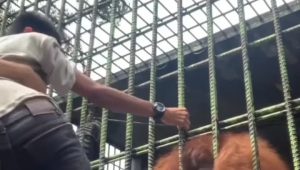 INDIESPOT Viral Video Pengunjung Ditarik-tarik Orangutan, Warganet: Momen Nggak Bisa Jauh dari Ayank