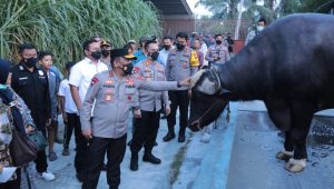 INDIESPOT Pantau Wabah PMK, Irjen Panca Pastikan Hewan yang Diperjualbelikan Sehat