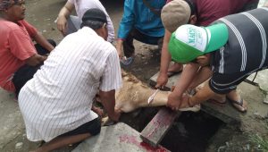 INDIESPOT.ID, Idul Adha 1444 H, BKM Mushollah Al Mubarok Sembelih 9 Ekor Hewan Qurban