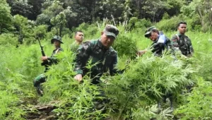 INDIESPOT.ID, Anggota TNI Temukan 3 Hektar Ladang Ganja di Madina, Langsung Dimusnahkan