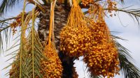 date-palm-223247_1280