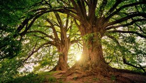 trees-3822149_960_720