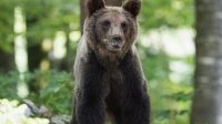 bear-8275920_1280