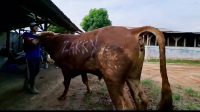 Zakky Kurban 9 Ekor Sapi, 1 Dipotong Di Hambalang Dan 1 Untuk Hadiah Giveaway