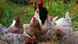 ayam